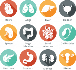 645 body organ icons (health, medical) | Multiple images, Clip art ...