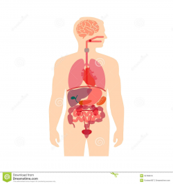 Body Organ System | Fosfe.com