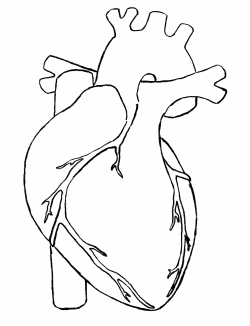 Simple Human Heart Diagram Human Heart Clipart Png - Clipground ...