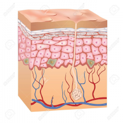 Humane Tissue Structure Skin Layers: Human Skin | Clipart Panda ...