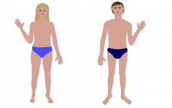 Clipart - Human body, man and woman