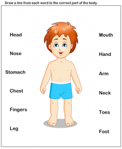 science Worksheets - preschool Worksheets - Body Parts Worksheets ...