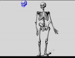 Animated Bones Clipart