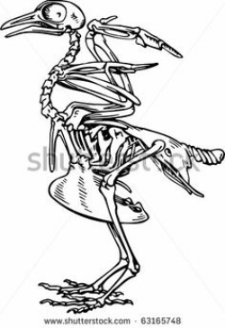 Skeleton of a Bird | ClipArt ETC | bird skeletons | Pinterest ...