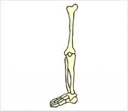 Bones Hand Clip Art | Human Body Clip Art | Pinterest | Clip art