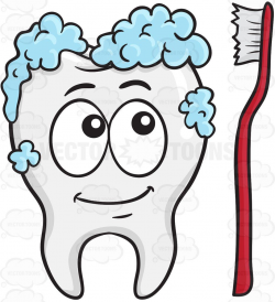 Tooth Being Cleaned By A Toothbrush | Vector clipart and Teething