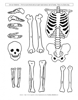 Skeletal System Model cut outs for children, kids, students learning ...