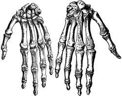 Skeleton Hand Drawing at GetDrawings.com | Free for personal use ...