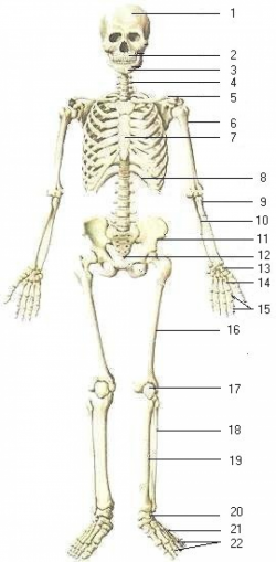 The Human Skeletal System Biology Bones Clipart Human Bone - Pencil ...