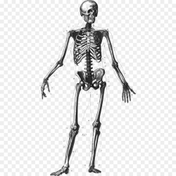 Human skeleton Bone Human body Homo sapiens Anatomy - Bones Skeleton ...