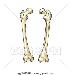 EPS Illustration - Hand drawn realistic human bones. Vector ...