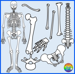 Human Skeleton and Skeletal Body Parts Clipart by The Cher Room | TpT
