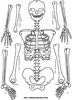 MAKE A PAPER SKELETON FOR HALLOWEEN: Brought to you by esl-resources ...