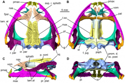 Shown in dorsal (A), ventral (B), left lateral (C), and posterior (D ...