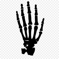 Human skeleton Hand Clip art - bones png download - 894*894 - Free ...