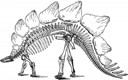 Public Domain Dinosaur Bones Image - Stegosaurus - The Graphics Fairy