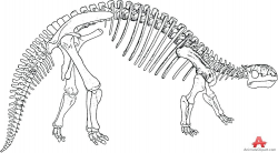 Bones Stegosaurus Stegosaurus Outline Tattoo – knowgood.info