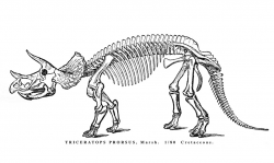 Museums and the Triceratops Posture Problem – Part 1 | EXTINCT MONSTERS