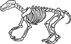 Unlimited Dinosaur Skeleton Coloring Page Clip #10121 - Unknown ...