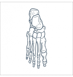 Foot Bone Clipart Skeleton Feet Clip Art 8 – paberish.me