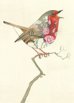 29 best Robin Red-breast images on Pinterest | European robin ...