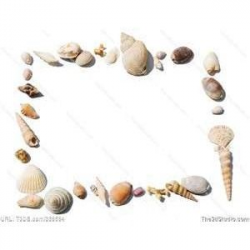 Seashell Clip Art | Image Search Results for sea shell border ...