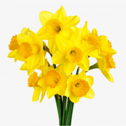 Narcissus In Kind, Daffodil, Narcissu, Botany PNG Image and Clipart ...