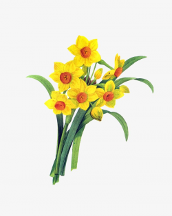 Yellow Daffodils, Yellow, Plant, Daffodils PNG Image and Clipart for ...