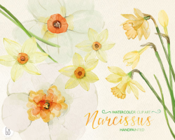 Watercolor Narcissus, Daffodil, Hand Painted Spring Flowers, Jonquil ...