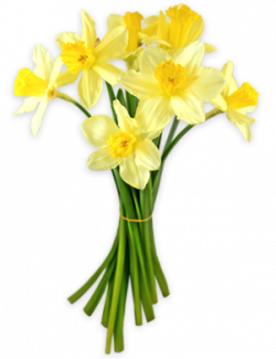 Daffodils by LOVEMAYU on DeviantArt