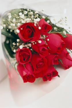 200 PICTURES OF ROSES | Dozen red roses, Red roses and Flowers