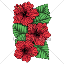 Bouquet Of Hibiscus Flower And Tropical Leaves · GL Stock Images