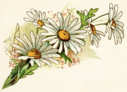 Pin on Flowers: Daisy, Daisy