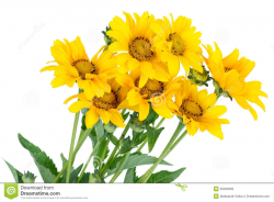 Sunflower Bouquet Clipart