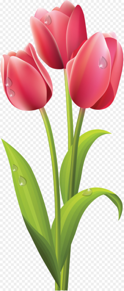 Tulip Flower bouquet Clip art - tulip png download - 1836*4277 ...