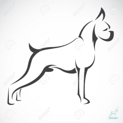 Vector Image Of An Dog Boxer On White Background Royalty Free ...