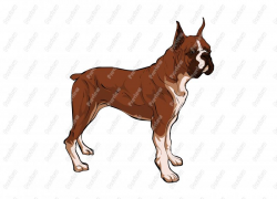 Realistic Boxer Dog Character Clip Art - Royalty Free Clipart ...