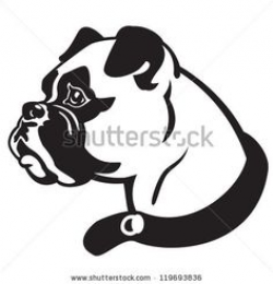 Dog,Boxer Breed,Black And White Vector Picture Isolated On White ...