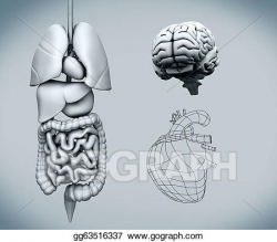 Stock Illustration - Assembled human organs with the bra. Clipart ...