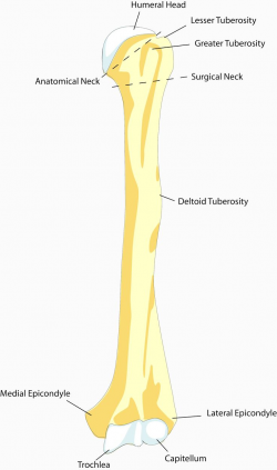 13 best Arm Bones images on Pinterest | Arm bones, Human anatomy and ...