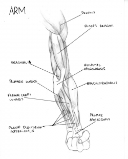 Arm Muscle Drawing at GetDrawings.com | Free for personal use Arm ...