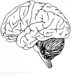 Free Human Anatomy Brain Clipart