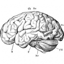Brain Digital Printable Image Medical Diagram Graphic Anatomy ...