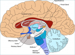 Human Anatomy Clipart | ammoparadise.com