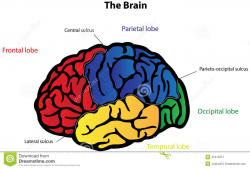 Diagram Of The Brain With Labels Brain Clipart Label - Pencil And In ...