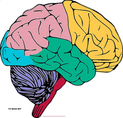 Human Anatomy: Diagram Of The Brain Luxury Brain Diagram For Kids ...