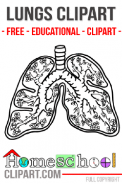 FREE Biology/Anatomy Clipart - Cell, Heart, Brain, Neuron, and Lungs ...