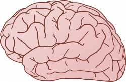 Biology Brain Cortex Holiday PNG Image - Picpng