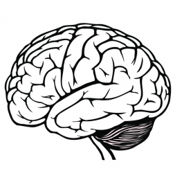 brain clipart black and white best of human brain clipart black and ...