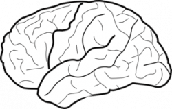 White Brain Clip Art at Clker.com - vector clip art online, royalty ...